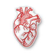 Anatomical heart shaped pillow